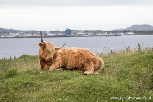Skocka rasa wyżynna zwana w Szkocji Highland cattle